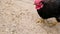 Beautiful black rooster with red scallop pecks wheat grains and stamps its paws on the sand
