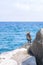 Beautiful black seabird sitting on bright rocks