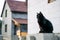 A beautiful black serious cat sits against the backdrop of a construction site in the private sector