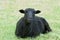 Beautiful black sheep