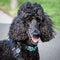 Beautiful Black Standard Poodle Looking at the Camera