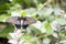 Beautiful black Swallowtail butterfly on a green leafe against green background