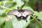 Beautiful black Swallowtail butterfly on a green leafe against green background