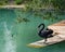 Beautiful black swan Cygnus Atratus descends on wooden deck into emerald water.  Pond called Big Lake with Swan Island