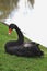 A beautiful black swan sits on the grass