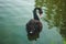 Beautiful black swan swiming on a lake. Nature wallpaper.