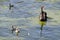 Beautiful black swan swimming in a lake with threÐµ small swans