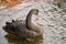 Beautiful black swan swimming on the pond in St` James park in London