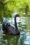 a beautiful black swan swims