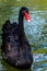 a beautiful black swan swims