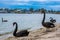 Beautiful black swans on Raymond Island.