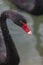 Beautiful black swans swimming in a lake