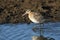 A beautiful Black-tailed Godwit Limosa limosa feeding along the edge of a freshwater coastal estuary.