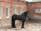 Beautiful black thoroughbred horse in the pen