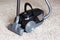 A beautiful black vacuum cleaner stands on a beige carpet with a long pile. Close up