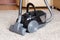 A beautiful black vacuum cleaner stands on a beige carpet with a long pile. Close up