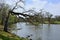 Beautiful Black Walnut Tree Stretching Over the Fox River