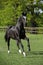 Beautiful black warmblood running on pasturage