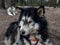 Beautiful black and white alaskan malamute on the metal chain lying on the ground waiting for sleigh ride