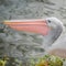 Beautiful black and white Australian pelican with red beak