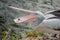 Beautiful black and white Australien pelican playing with a stone