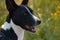 Beautiful black and white Basenji hunting dog with perky ears closeup portrait