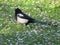 Beautiful black and white bird that leaves no closer people