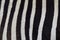 Beautiful black and white camouflage of zebra skin in straight row with fine and clear livery, animal natural stripe