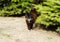 Beautiful black and white cat in a furry green tree outdoor