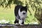 Beautiful black and white cat leisurely strolls through a garden