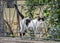 Beautiful black and white cat playing at the fence of the house, beautiful eyes, playful cat, bench