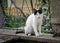 Beautiful black and white cat playing at the fence of the house, beautiful eyes, playful cat, bench