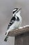 Beautiful black and white Downy woodpecker perched on a backyard bird feeder