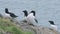 Beautiful black and white feathered Razorbill birds perched on the rocky shore of Skomer Island - c