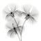 Beautiful Black And White Flowers: Delicate Lines And Close-up Details