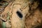 Beautiful black and white furry caterpillar on dry wooden beam in the garden Black caterpillars climb on the ground. It has white