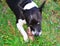 A beautiful Black and white Jack Russell Terrier Dog is gnawing a bone