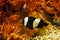 Beautiful black-white Ocellaris clownfish Amphiprion ocellaris, also known as Clown Anemone in their habitat