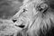 A beautiful black and white profile portrait of a male lion face