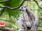 Beautiful black and white ring-tailed lemur close up profile