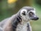 Beautiful black and white ring-tailed lemur close up profile