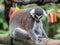 Beautiful black and white ring-tailed lemur close up profile