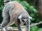 Beautiful black and white ring-tailed lemur close up profile