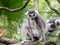 Beautiful black and white ring-tailed lemur close up profile