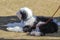 Beautiful black and white sleep dog on leash obediently lying on grass watching something