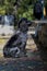 A beautiful black and white spaniel sits in a city park near a large bench.