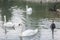 Beautiful black and white swans swimming in a lake