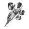 Beautiful black and white tulip bouquet. Isolated flowers. Marker drawing. Watercolor painting.