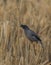 A Beautiful Black Wild Bird On The Paddyfield