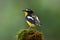 Beautiful black and yellow bird with white spot on its wings showing its back and tail profile while perching on mossy spot over